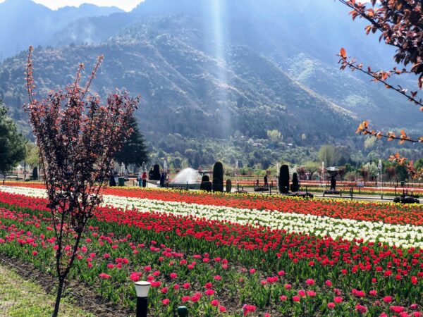 Day 1 : Arrival Srinagar