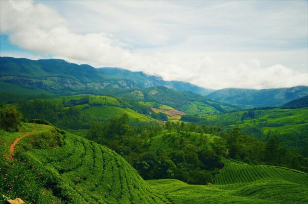 Day 2 : MUNNAR LOCAL SIGHT SEEING