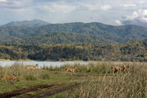 Day 6 : Jim Corbett sightseeing