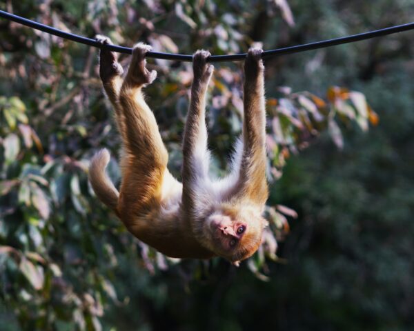 Day 4 : Nainital – Jim Corbett (60 Kms) - Sightseeing