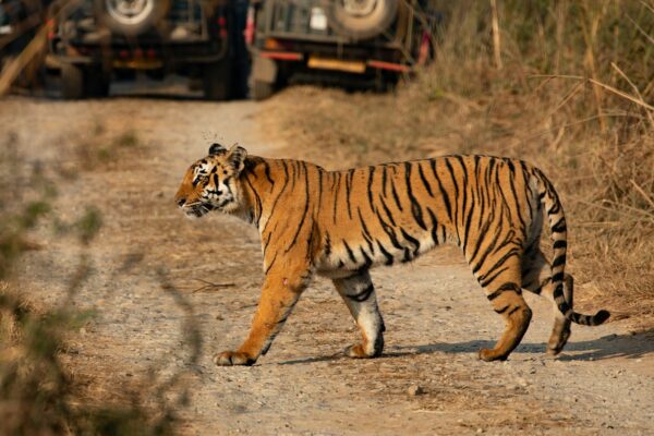 Day 03 : Jim Corbett – Delhi (300 Kms/ 6-7 Hrs)