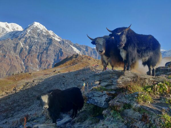 Day 6 : Gangtok – NJP Rly Station / IXB Airport (120 kms / 5 hrs)