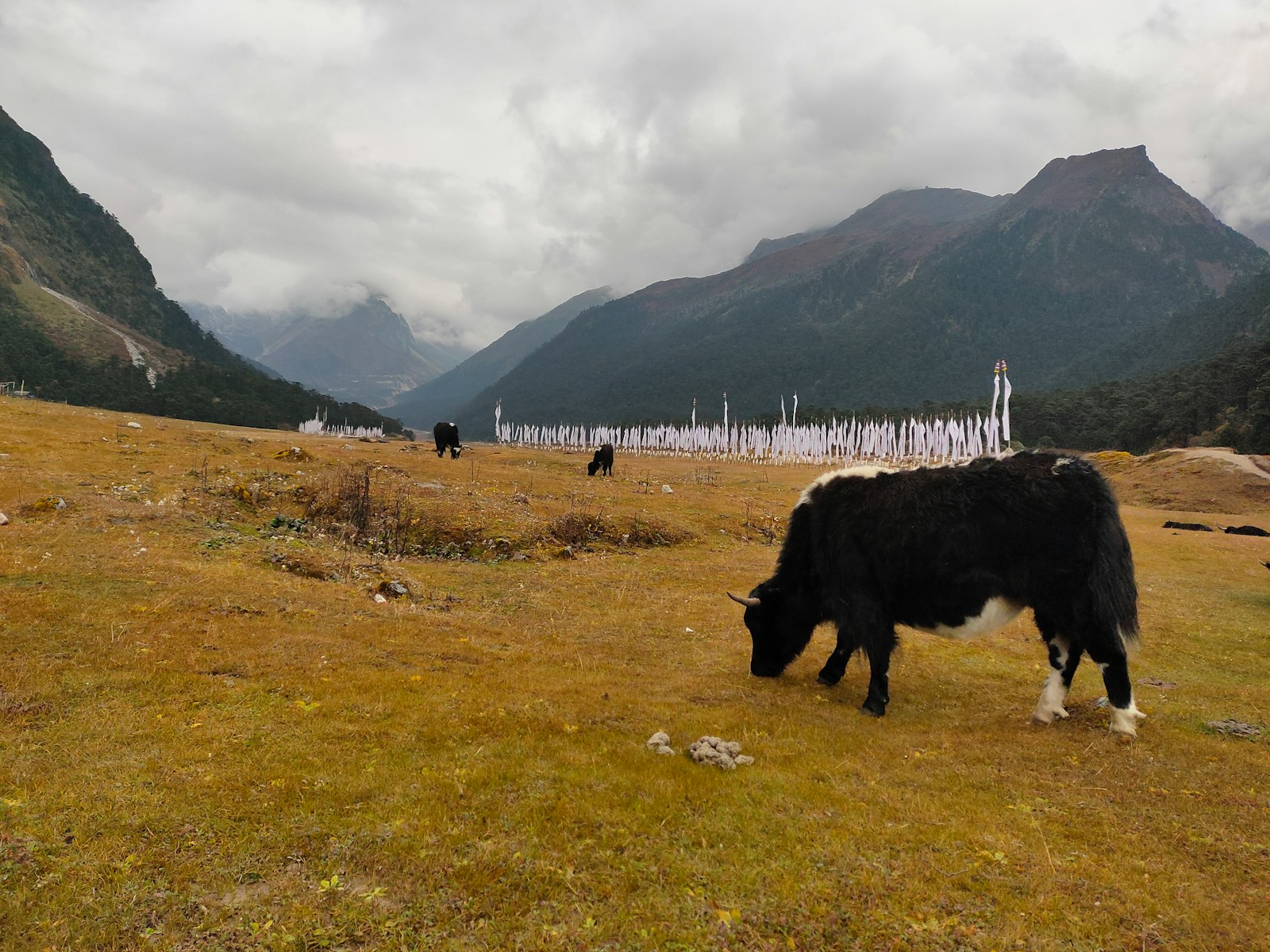 black cattle eating grass on the field